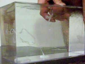 cum in water, in a container like a small aquarium - 02
