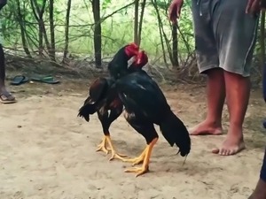 Fight rooster